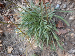 Erysimum pseudorhaeticum