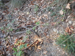 Erysimum pseudorhaeticum