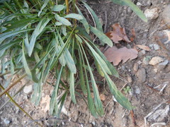 Erysimum pseudorhaeticum