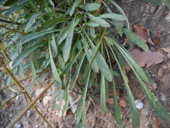 Erysimum pseudorhaeticum