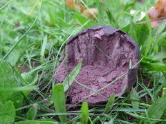 Calvatia fragilis