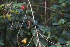 Campylopterus falcatus