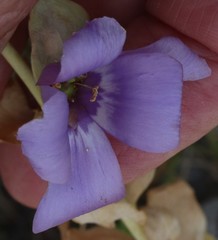 Eustoma exaltatum