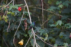 Campylopterus falcatus