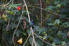 Campylopterus falcatus