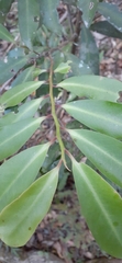 Ardisia bakeri