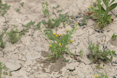 Hymenoxys anthemoides