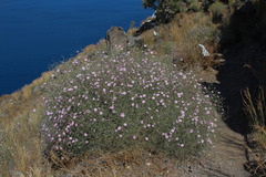 Convolvulus dorycnium