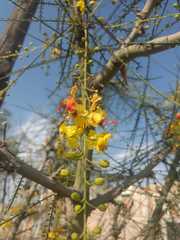 Parkinsonia aculeata