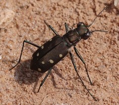 Cicindela ocellata rectilatera