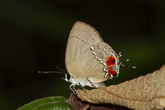 Nicolaea salki