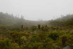 Espeletia hartwegiana