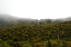 Espeletia hartwegiana