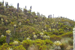 Espeletia hartwegiana