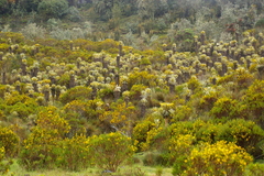 Espeletia hartwegiana