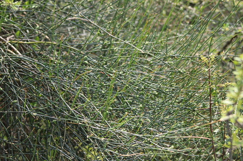 Ephedra triandra (Ephedra triandra)