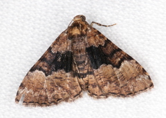 Aporoctena scierodes