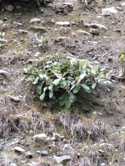 Pachystegia insignis