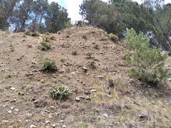 Pachystegia insignis