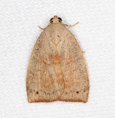 Austrocarea iocephala