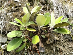 Pachystegia insignis