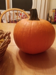 Cucurbita maxima maxima