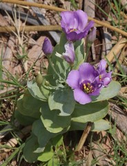 Eustoma exaltatum