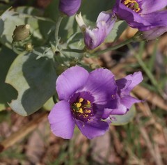 Eustoma exaltatum