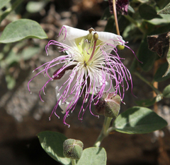Capparis sicula