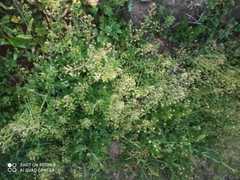 Lepidium ruderale