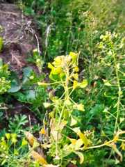 Lepidium ruderale