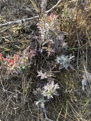 Castilleja affinis contentiosa