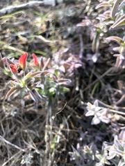 Castilleja affinis contentiosa