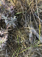 Castilleja affinis contentiosa