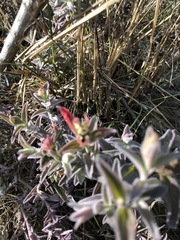 Castilleja affinis contentiosa