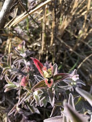 Castilleja affinis contentiosa