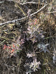 Castilleja affinis contentiosa