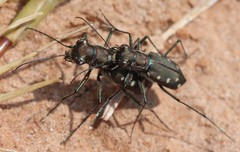 Cicindela ocellata rectilatera
