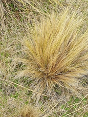 Chionochloa rubra