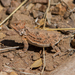 Greater Short-horned Lizard - Photo (c) Cullen Hanks, some rights reserved (CC BY-NC)