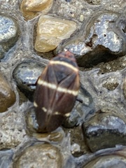 Ischnorhininae