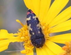 Acmaeodera amabilis