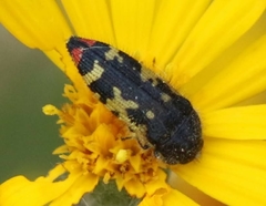 Acmaeodera amabilis