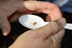 Maccaffertium modestum