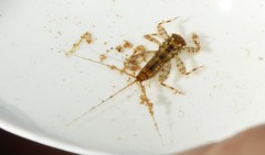 Maccaffertium modestum