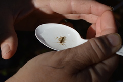 Maccaffertium modestum