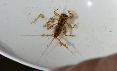 Maccaffertium modestum