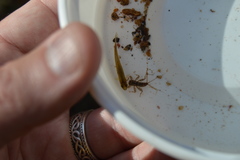 Maccaffertium modestum