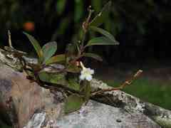 Codonanthopsis crassifolia