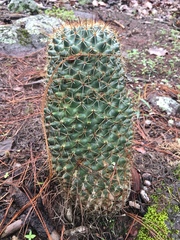 Coryphantha clavata clavata